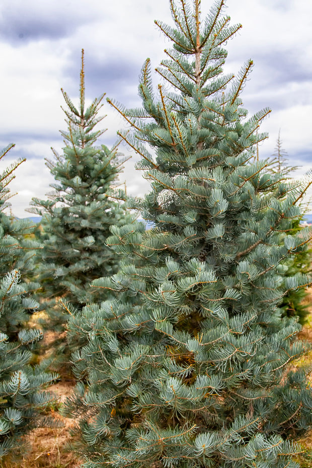 Christmas Tree, Concolor Fir