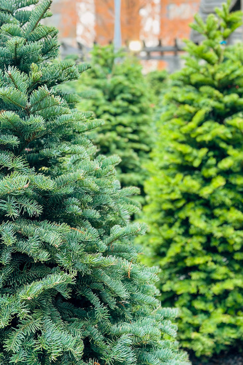 Christmas Tree, Noble Fir