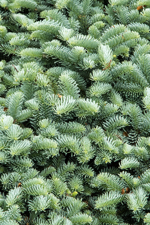 Christmas Tree, Noble Fir