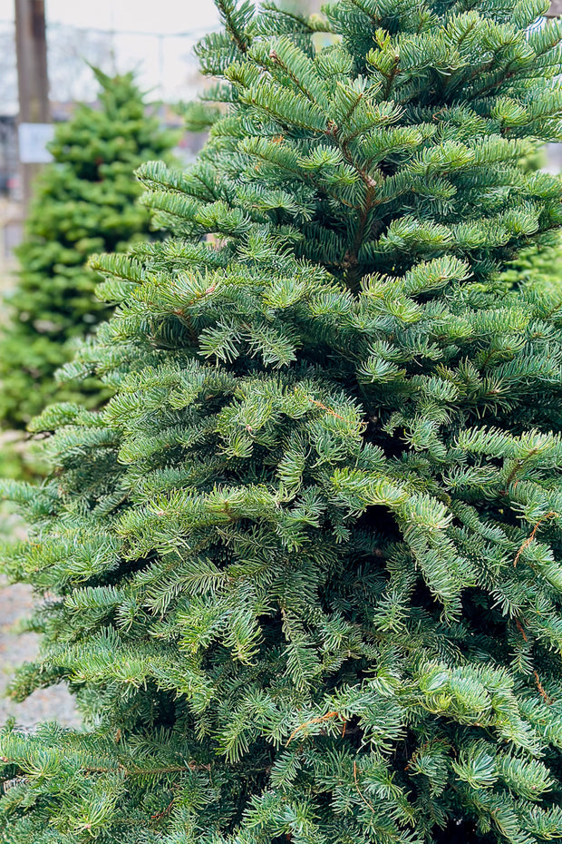 Christmas Tree, Noble Fir