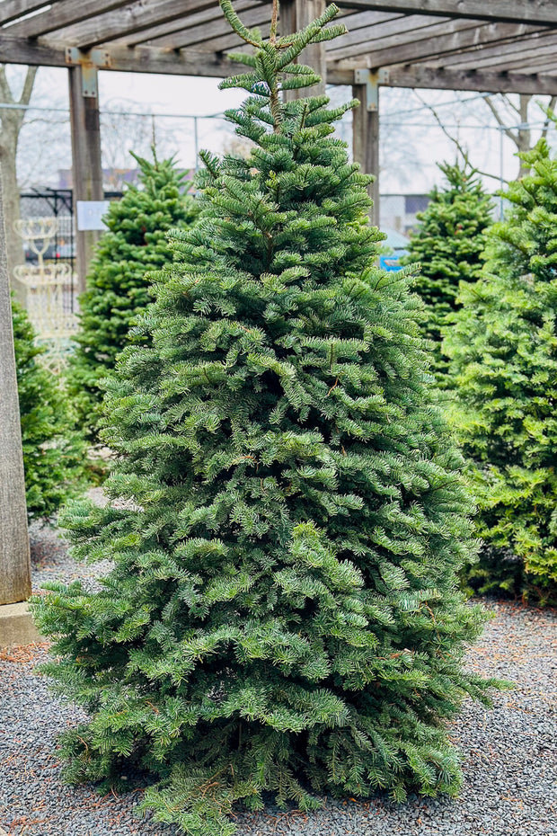 Christmas Tree, Noble Fir