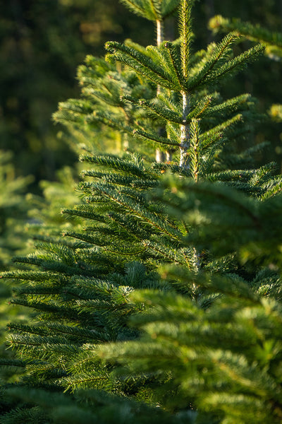 Christmas Tree, Nordman Fir