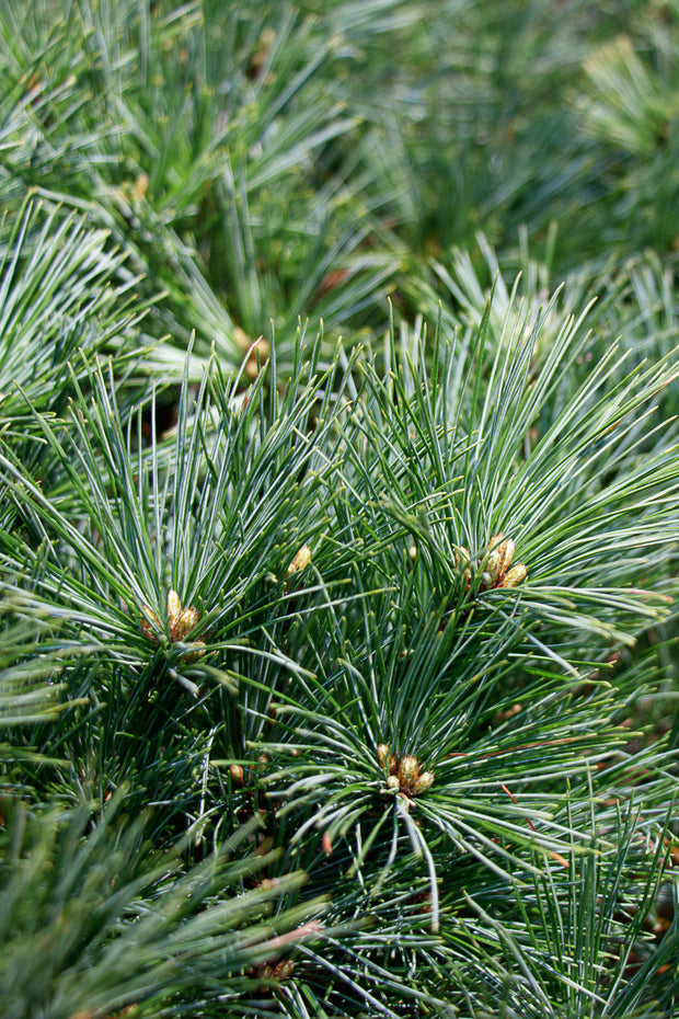 White Pine | Christmas Tree