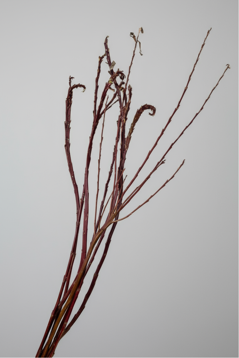 Fantail Willow Small 30-36"