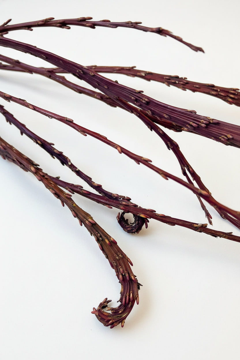 Fantail Willow Medium 36-48"