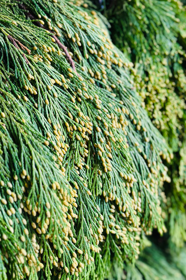 Cedar Incense Tip