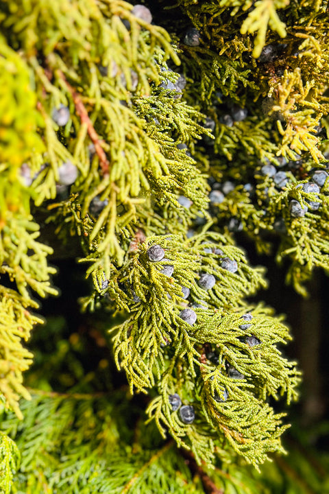 Juniper branch with berries Tip