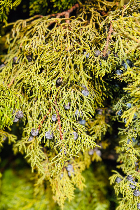 Juniper branch with berries Tip