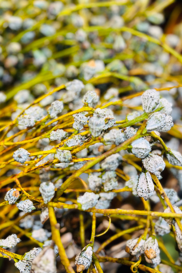 Eucalyptus Podded Silver Bells