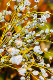 Eucalyptus Podded Silver Bells