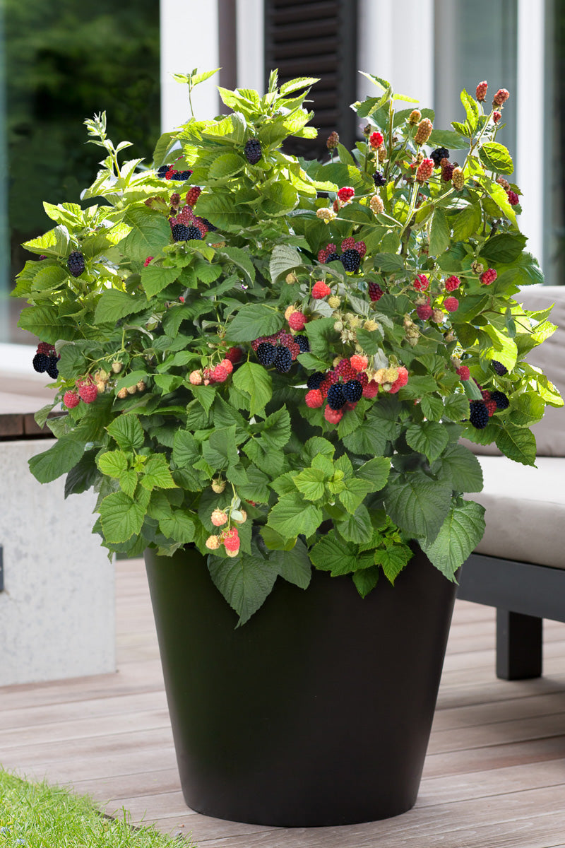 Fruit, Blackberry Baby Cakes