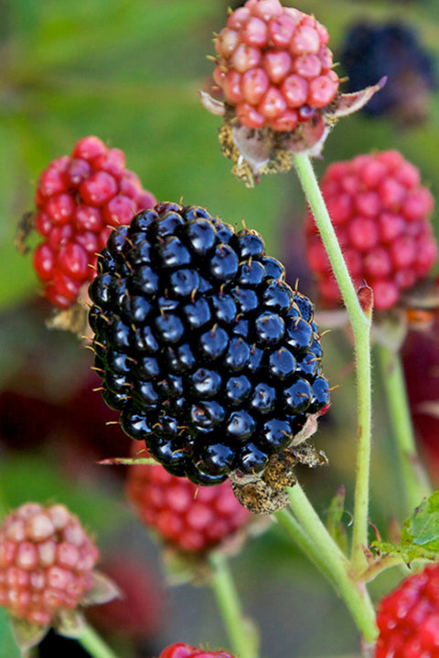 Fruit, Blackberry Baby Cakes