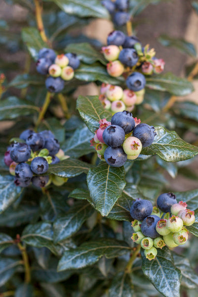 Fruit, Blueberry Perpetua
