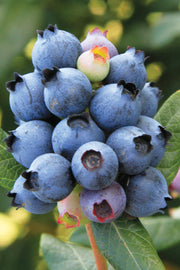 Fruit, Blueberry Perpetua