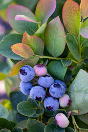 Fruit, Blueberry Silver Dollar