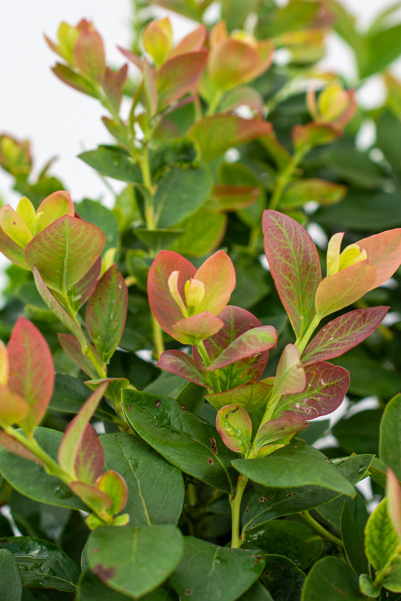 Fruit, Blueberry Silver Dollar