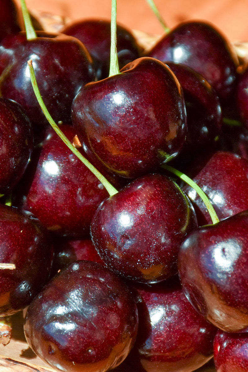 Fruit, Cherry Sweet Stella