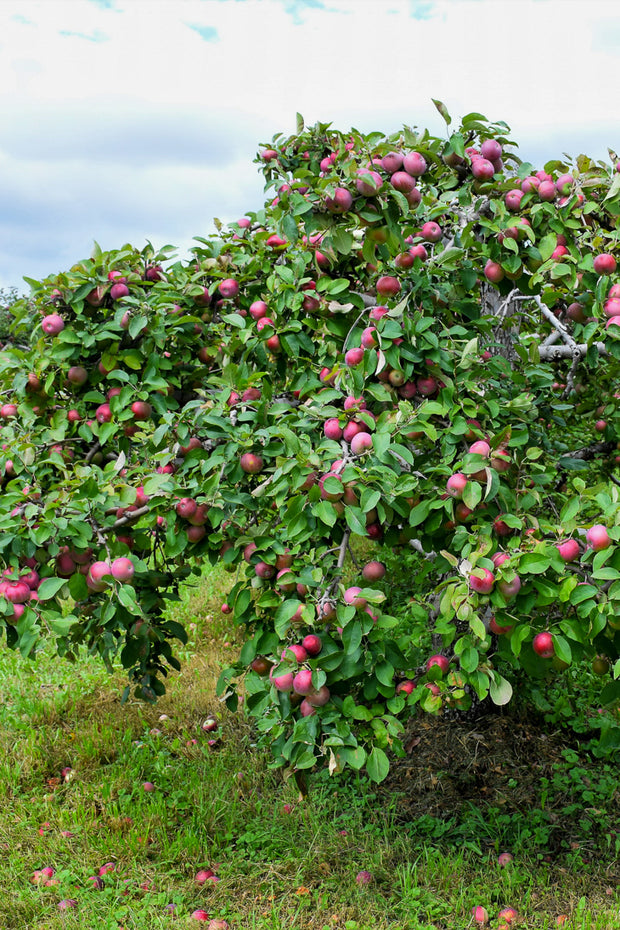 Fruit, Apple McIntosh