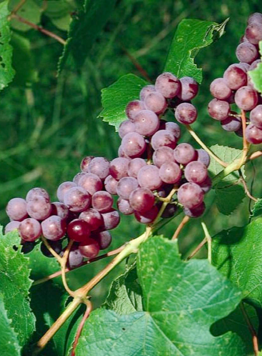 Vitis Catawba