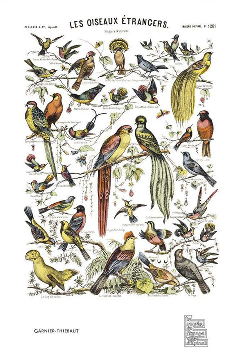 Garnier-Thiebaut Oiseaux Etrangers Vintage Towel