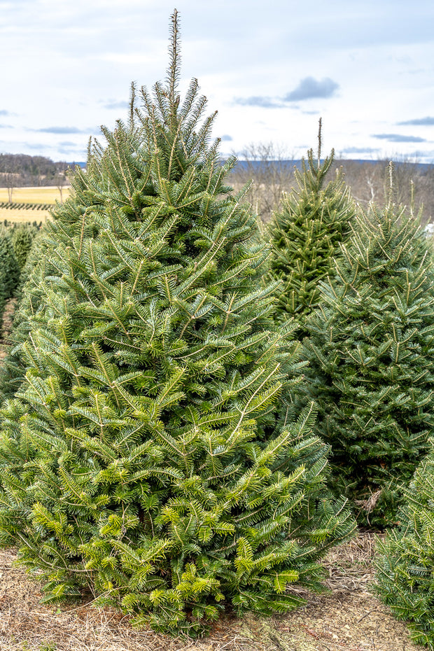 Canaan Fir | Christmas Tree