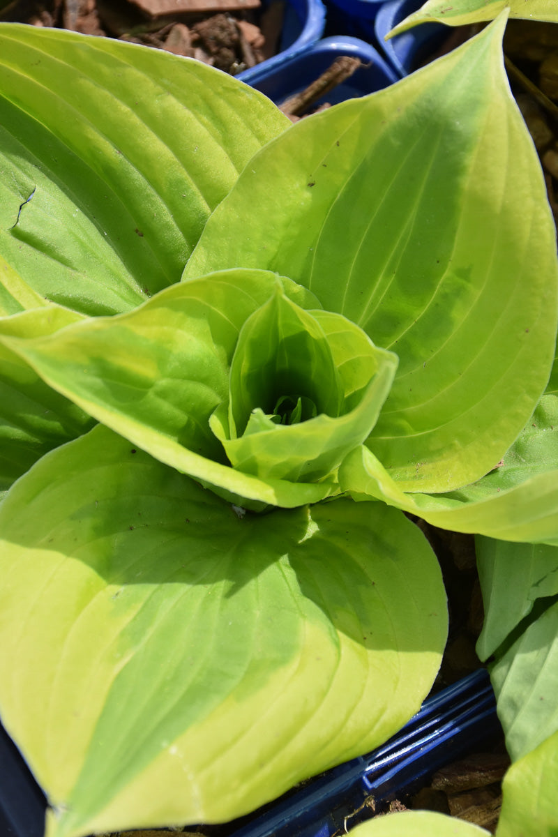 Hosta, Summer Lovin