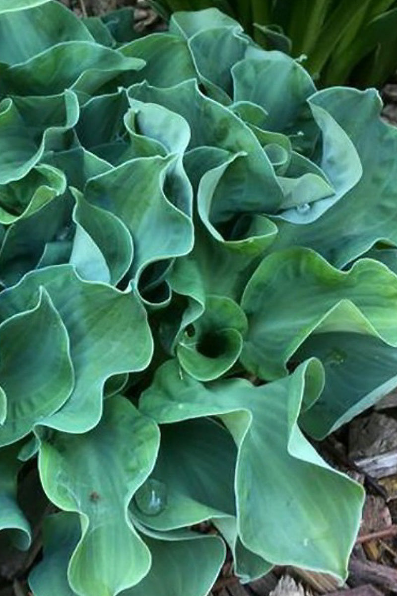 Hosta, Ruffled Mouse Ears