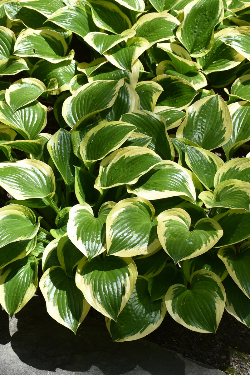 Hosta, Queen Josephine