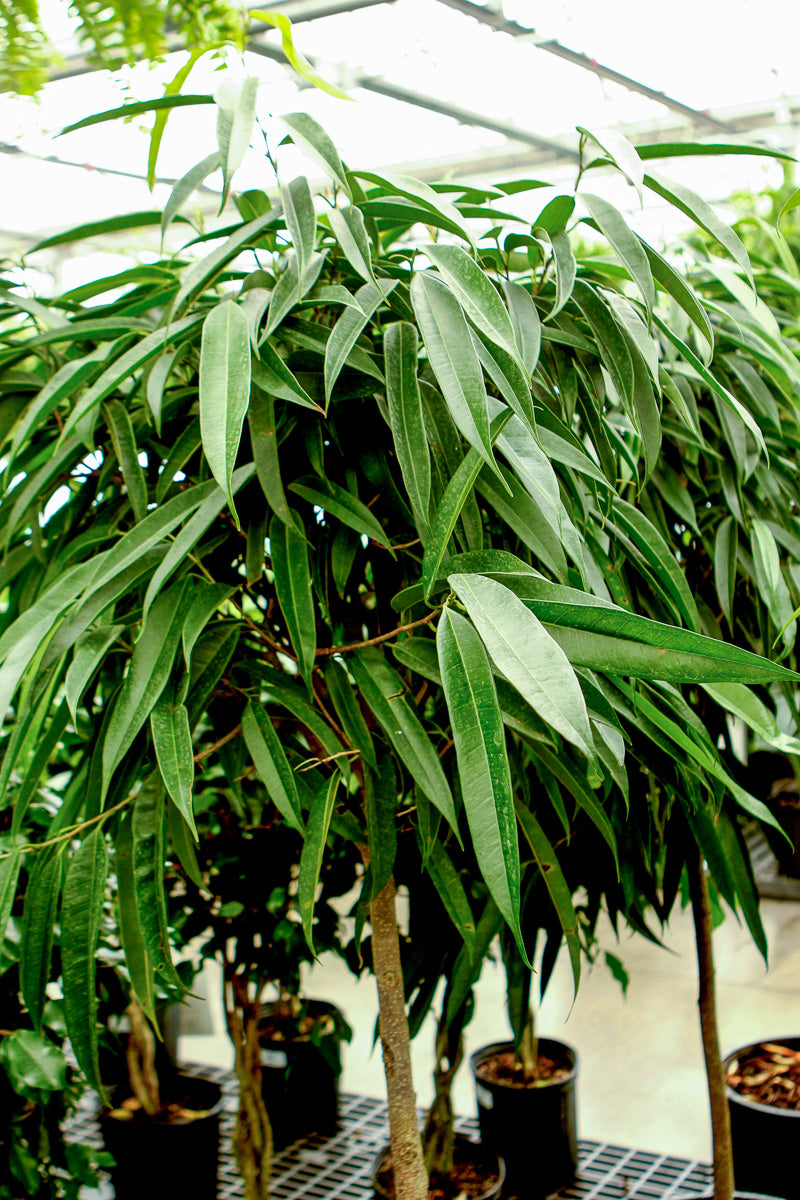 Ficus, Alii Standard 14"