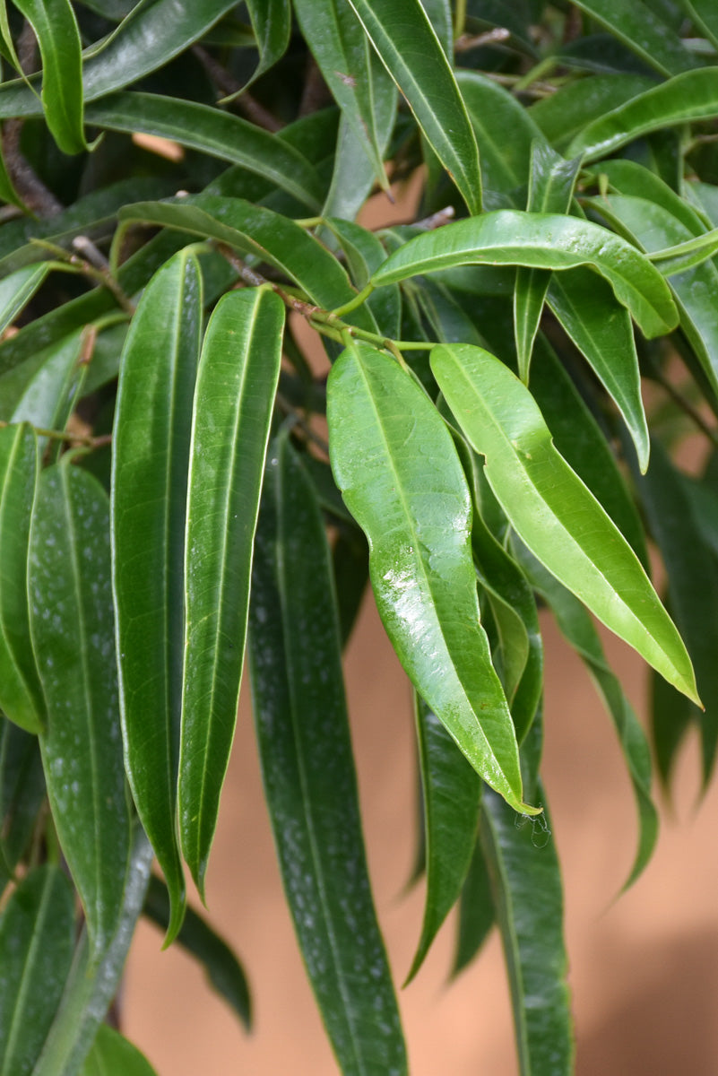 Ficus, Alii Standard 14"