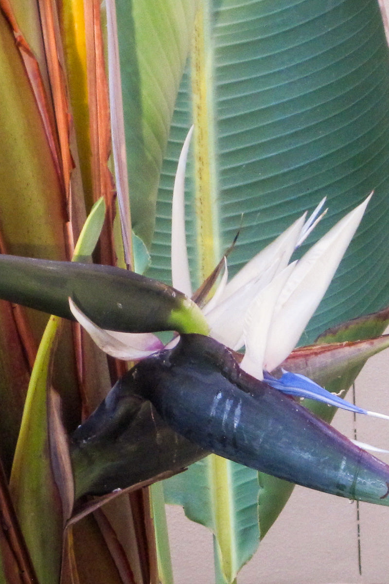 Bird of Paradise, White 14"