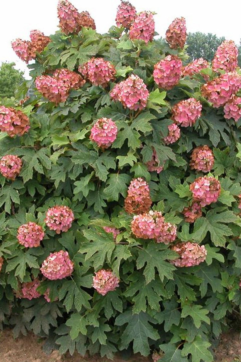Hydrangea, Oakleaf Qu O Hea