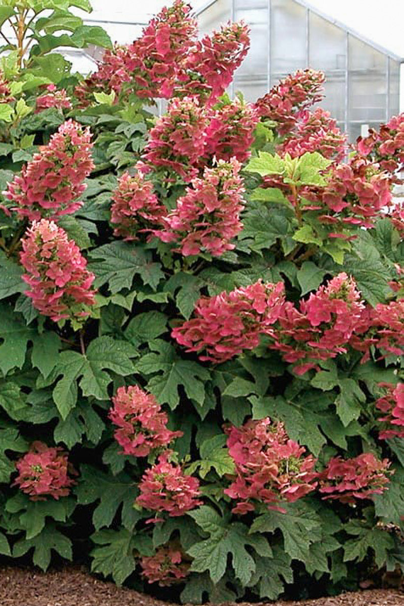 Hydrangea, Oakleaf Qu O Hea