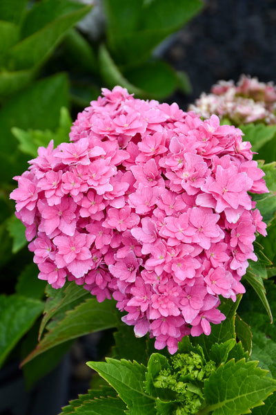 Big Leaf Hydrangea, Starfield