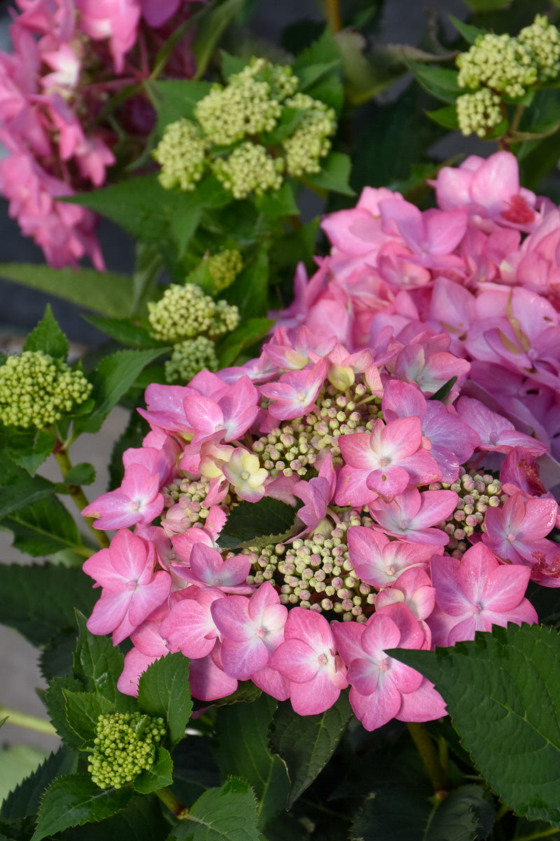 Hydrangea, Macrophylla Let's Dance Can Do