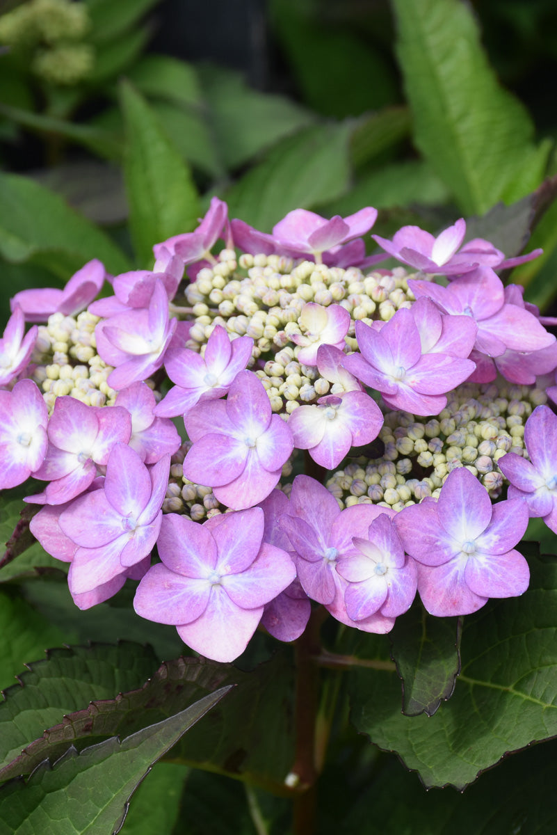 Hydrangea, Macrophylla Let's Dance Can Do