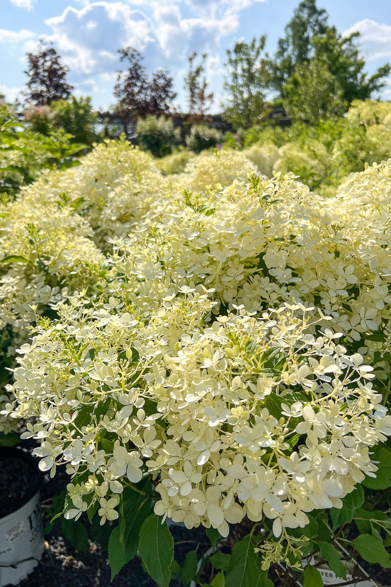 Hydrangea, Pan Puffer Fish