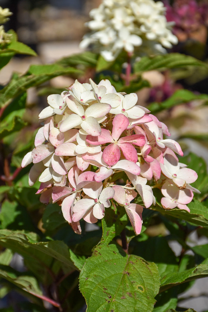 Hydrangea Panicle, Quick Fire Fab