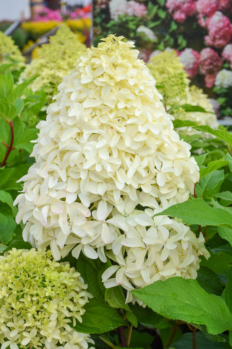 Hydrangea Panicle, Quick Fire Fab