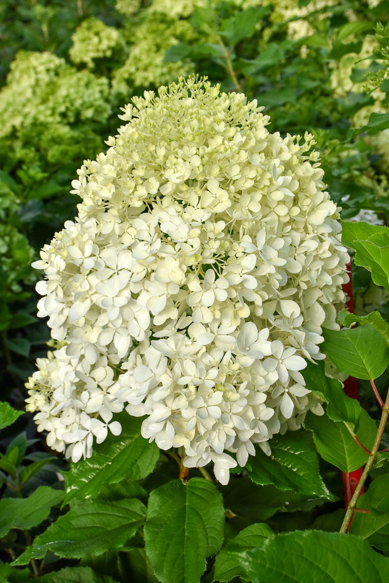 Hydrangea, Puffer Fish
