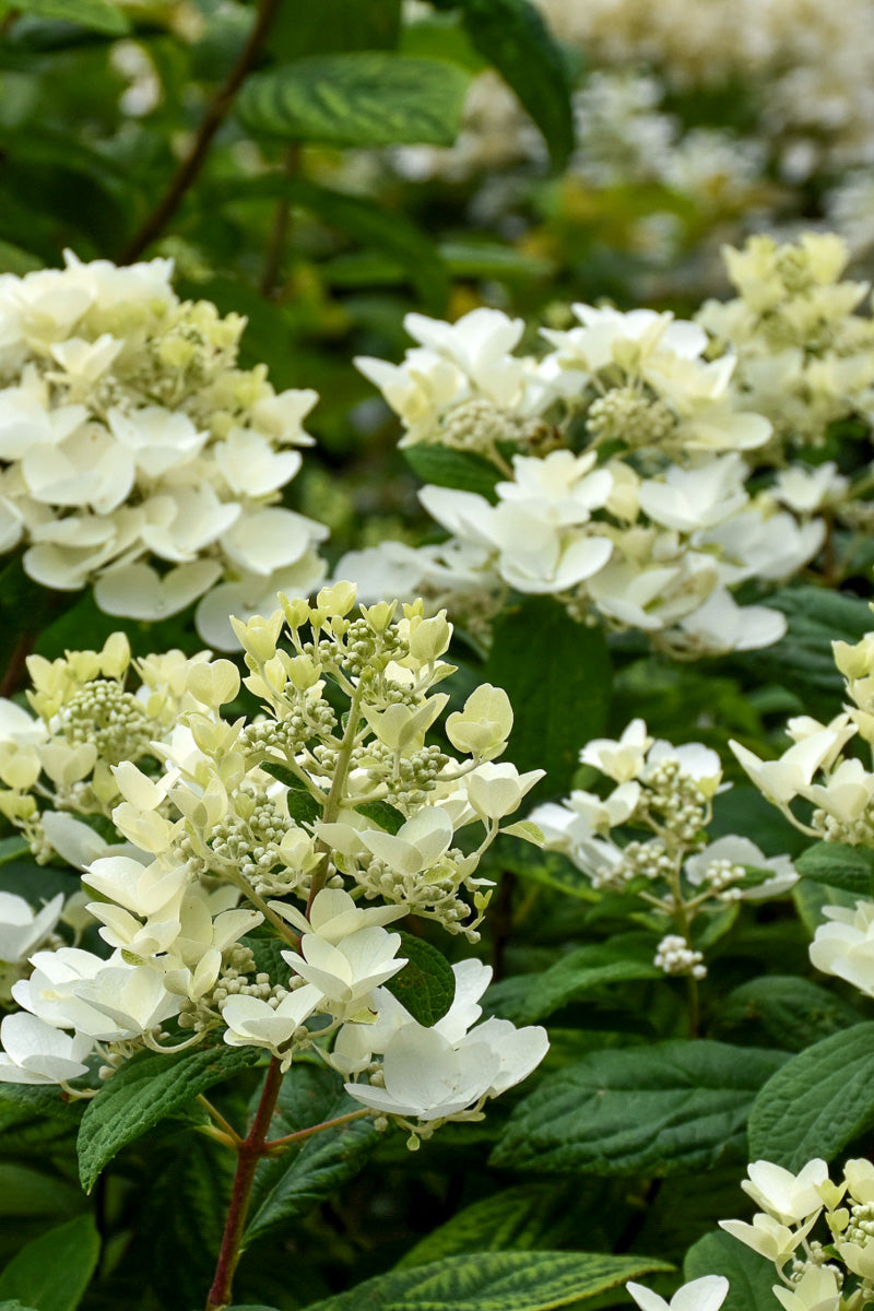 Hydrangea, Pan Wht Diamonds