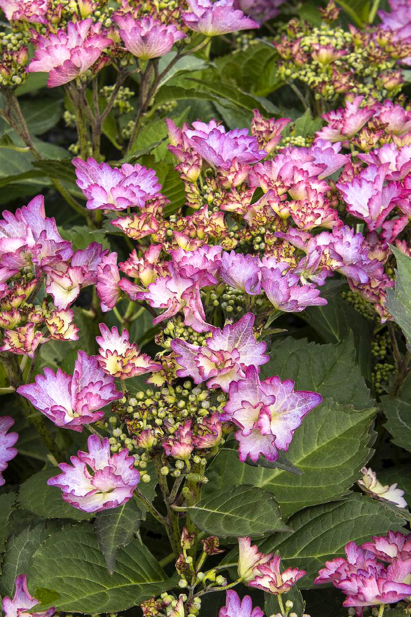 Hydrangea, Crystal Cove – Chalet