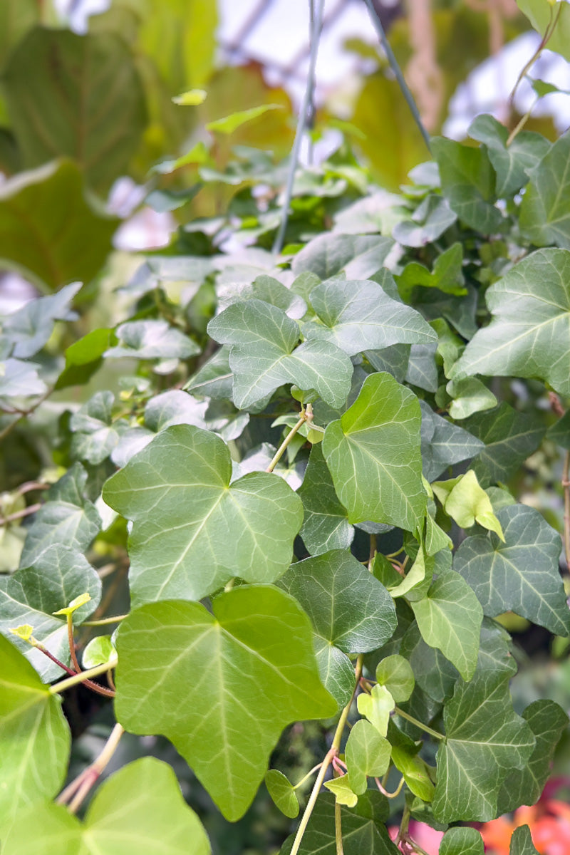 Ivy, English 6" Hanging Basket