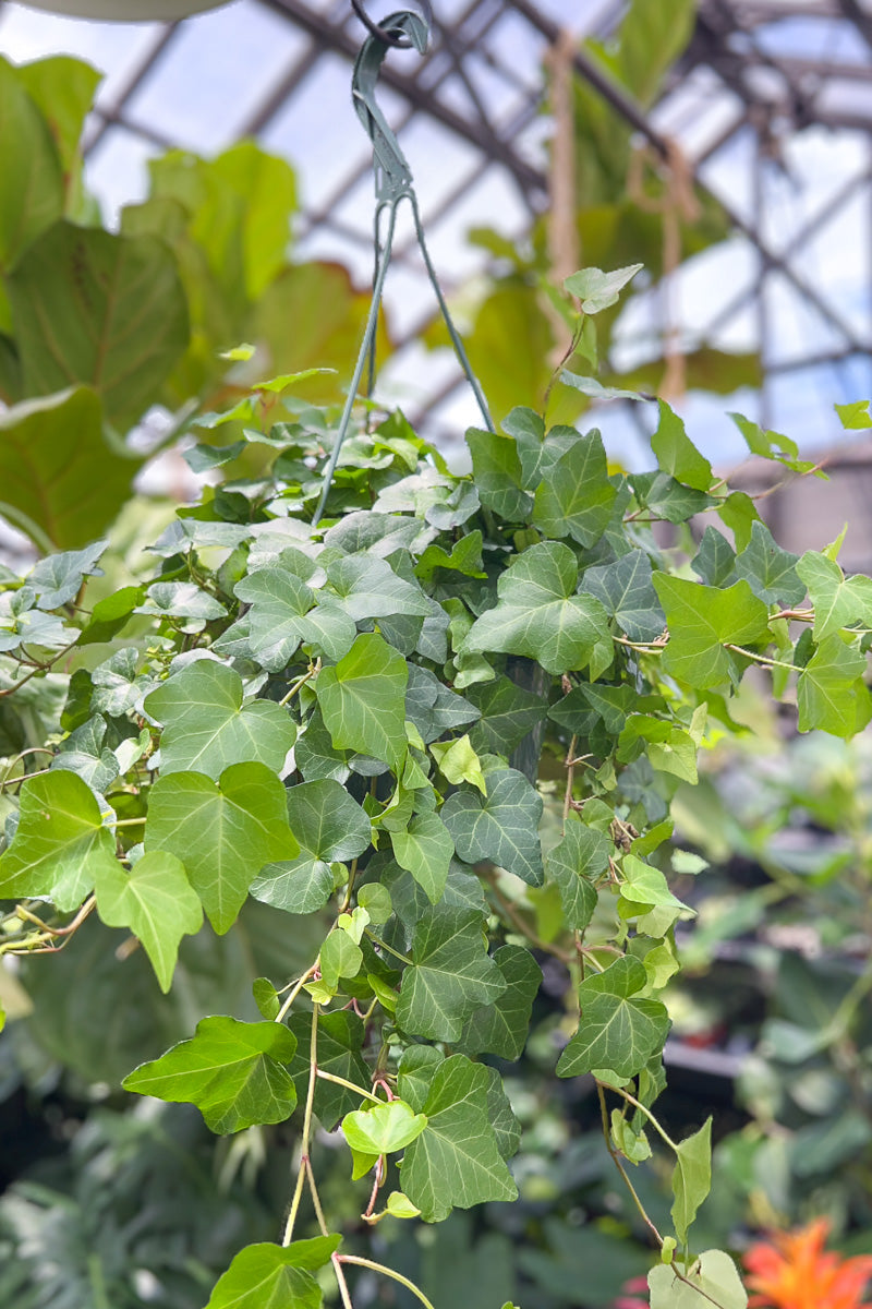 Ivy, English 6" Hanging Basket