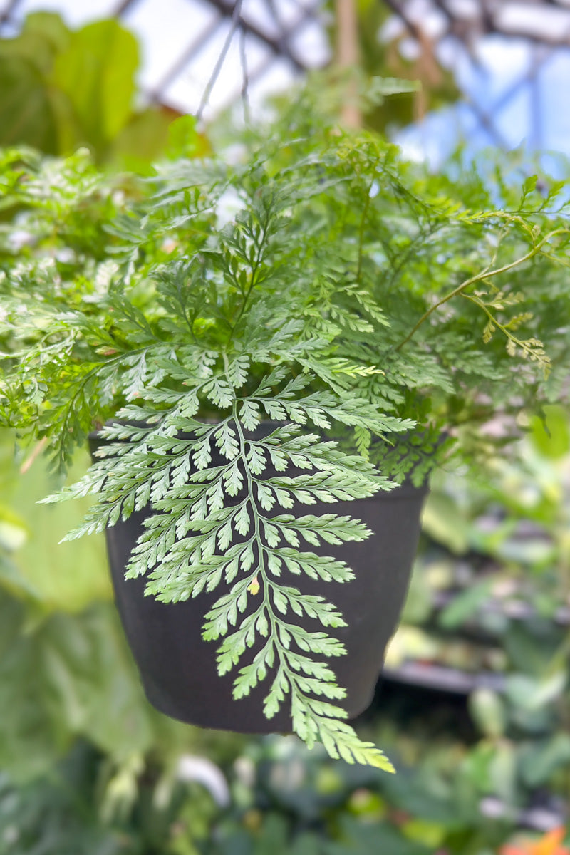 Fern, Rabbit Foot 8" Hanging Basket