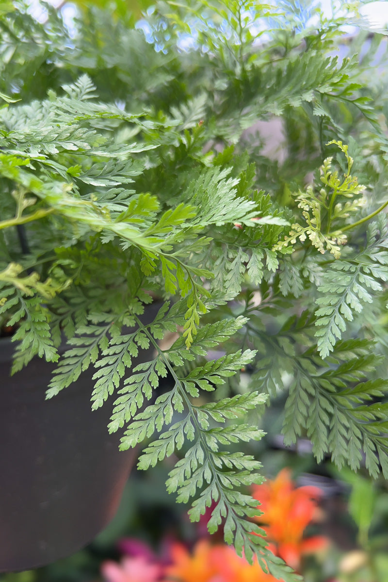 Fern, Rabbit Foot 8" Hanging Basket