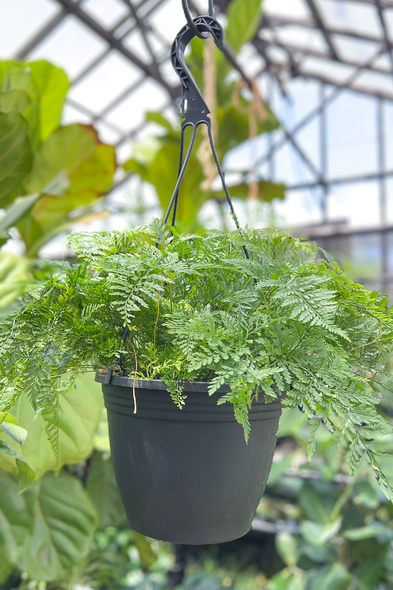 Fern, Rabbit Foot 8" Hanging Basket
