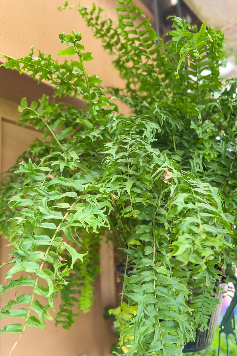 Fern, Fishtail Fern 10" Hanging Basket