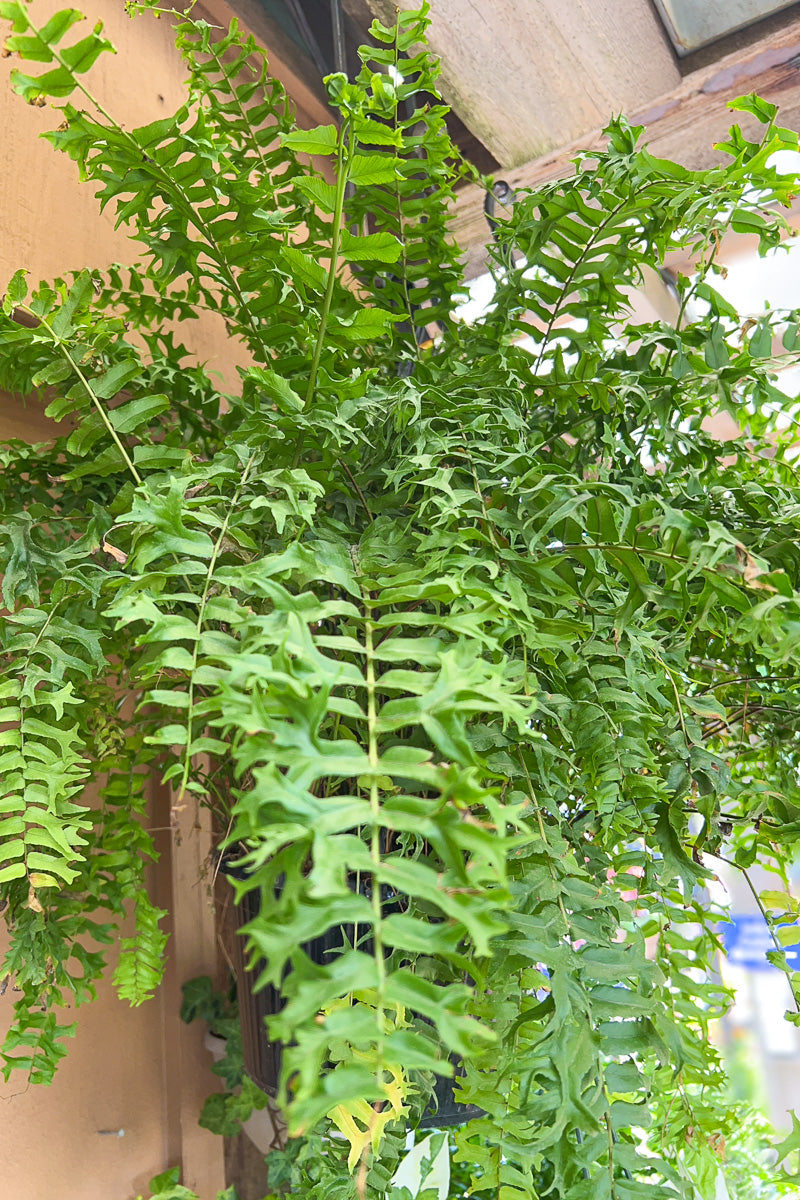 Fern, Fishtail Fern 10" Hanging Basket