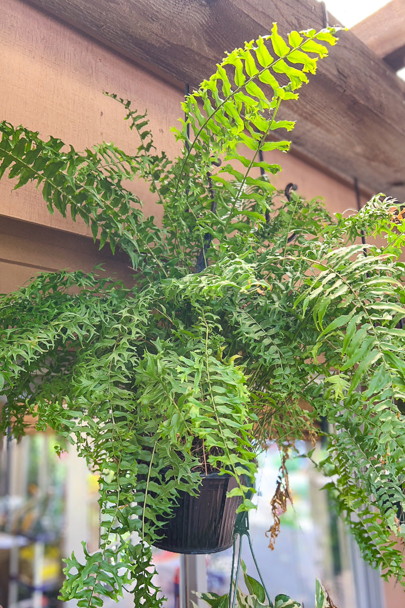 Fern, Fishtail Fern 10" Hanging Basket